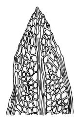 Fissidens perangustus, leaf apex. Drawn from J.E. Beever 75-10a, CHR 587272.
 Image: R.C. Wagstaff © Landcare Research 2014 